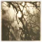 Memory Shade 01