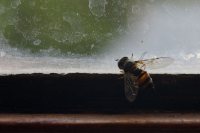 bee fly