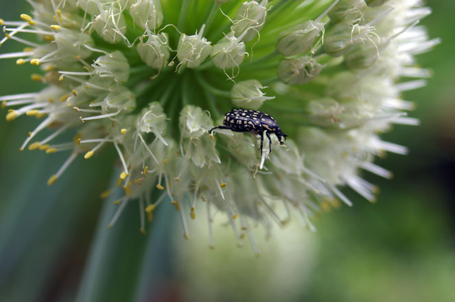 beetle