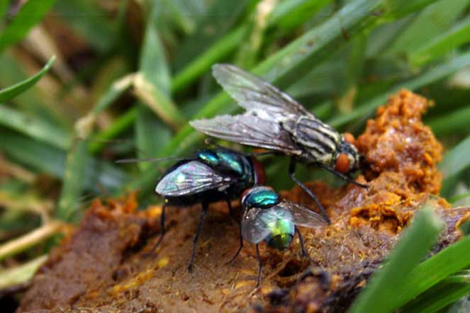 fly drama