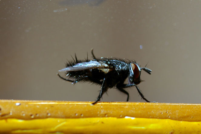a karoo fly
