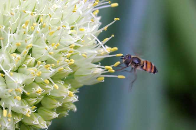 hover fly