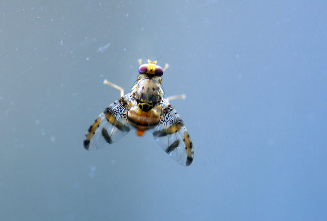 jewel fruit fly