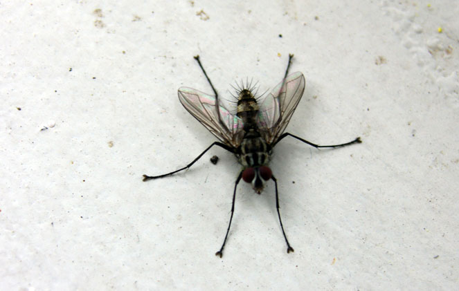 long legged fly