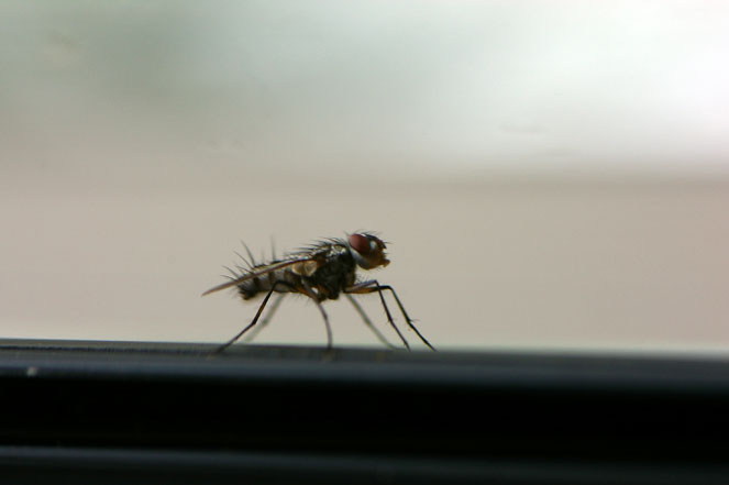 star wars fly