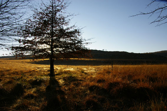Blesfontein