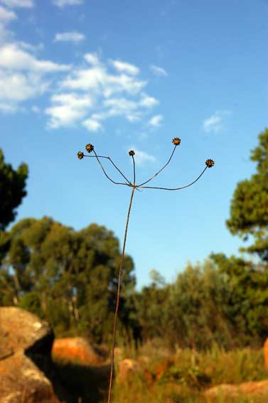 flower seeds