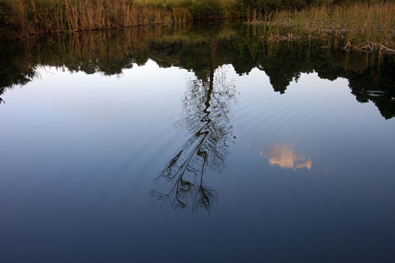tree reflection