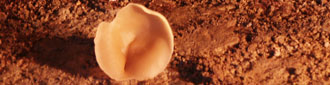 mushroom
