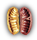 seed