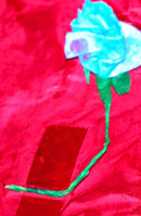 erica's flower