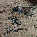 ashes